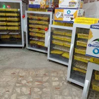 دستگاه جوجه کشی ققنوس واسکندری