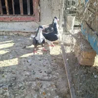 کبوتر نرو ماده طوقی خوشرنگ کرباتی کاشونی|پرنده|فولادشهر, فولادشهر|دیوار