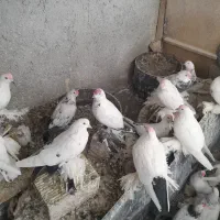 تعدادی کفتر پاپر فروشی هست