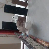 طوقی تمیز جفت عروسک