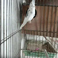 یه جفت عروس البینودوکت مولد به ضمانت تخم وجوجه|پرنده|آمل, |دیوار