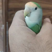 عروس و کوتوله|پرنده|مشهد, توس (بلوار توس)|دیوار