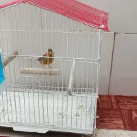 قناری ابلق ماده با قفس