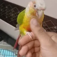 گرینچیک|پرنده|قرچک, میرزائی شمالی|دیوار