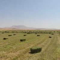 یونجه