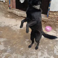 ژرمن شپهرد مشکی شناسنامه دار