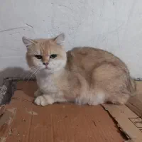 نر ny11 یک سال سه ماهه