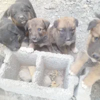 سگاصلی ژرمن