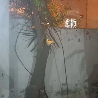 گل یوکا