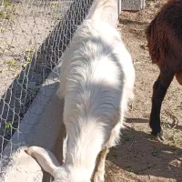 بز پرشیر و بزغاله چاق|حیوانات مزرعه|آذرشهر, |دیوار