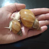 حلزون آلبینو
