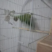 آواز خان و ملنگو|پرنده|آبادان, |دیوار