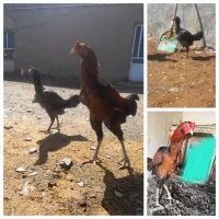 تخم نطفه دار لاری و قوغاز