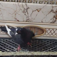 کفتر مینا|پرنده|زاهدان, |دیوار