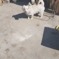 سگ پاپی اشپیتز