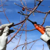 هرس حرفه ای درختان باغی