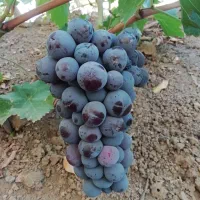 باغبانی،هَرس کاری و پیوند زنی