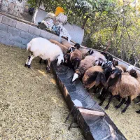 میش بره بزغاله