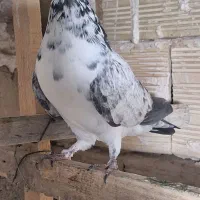 تعد ۷ عدد کبوتر پرشی|پرنده|فیرورق, |دیوار