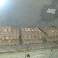 تخم مرغ محلی نطفه دار