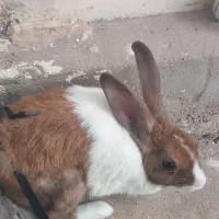 خرگوش