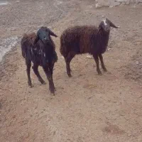 بره نر و ماده