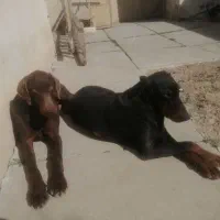 دوبرمن اصیل نر وماده