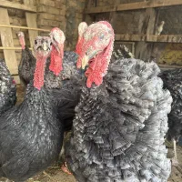 بوقلمون برنز محلی جوان|حیوانات مزرعه|ساوه, |دیوار