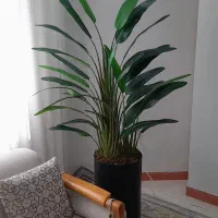 درختچه پرنده بهشتی ۳۰برگ