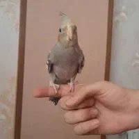 عروس هلندی سالم سالم