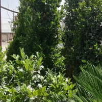 درخت گل گیاه تنه درخت|صنایع دستی و سایر لوازم تزئینی|تهران, طرشت|دیوار