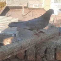 کبوتر|پرنده|نائین, |دیوار