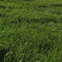 فروش زمین کشاورزی