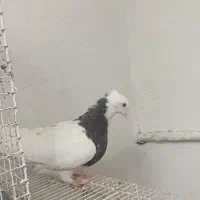 طوقی ماده|پرنده|دوگنبدان, |دیوار