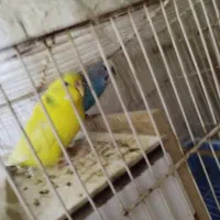 ۲ عدد مرع عشق به فروش میرسد