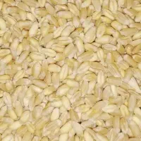 گندم بذری بکراس