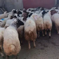 فروش بره پروار|حیوانات مزرعه|دره شهر, |دیوار