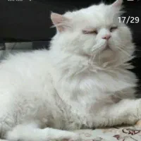 گمشده یک سال پیش