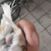 قناری ماده جفتی سهره|پرنده|ملایر, |دیوار