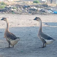 قوغاز