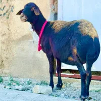 گوسفند قزل افشاری جوان