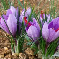 گل زعفران تربت