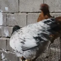 جوجه خروس محلی برای کشتار|حیوانات مزرعه|کوهنجان, |دیوار