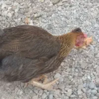 مرغ سرحال چاق و چله|حیوانات مزرعه|بندر ماهشهر, |دیوار