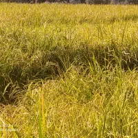 فروش مقداری برنج چلتوک چمپا حیدرآباد لوداب