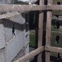 دونه ای ۱۷۰|پرنده|آستانه اشرفیه, |دیوار