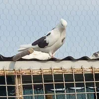 کفتر آس