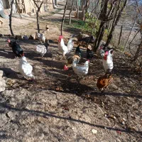 تعدادی مرغ سالم گوشتی وتخم گذار