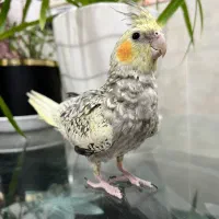 عروس هلندی (گل باقالی)