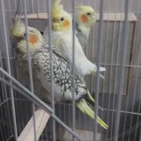 عروس هلندی